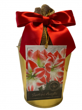 Amaryllis Holiday Gift Growing Kit, Includes a Gold Tin Pot, Spartacus Bulb, and Growing Medium